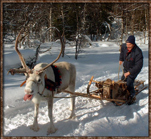 Idre Camping Reindeer sleigh santa